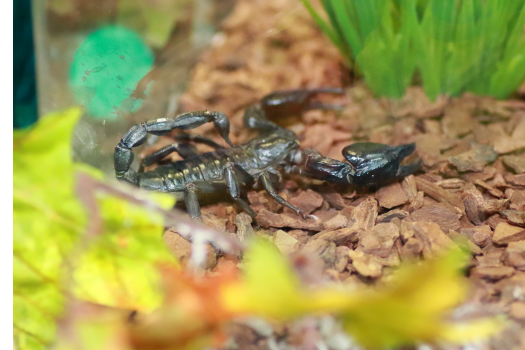 Scorpion species commonly encountered in workplace settings