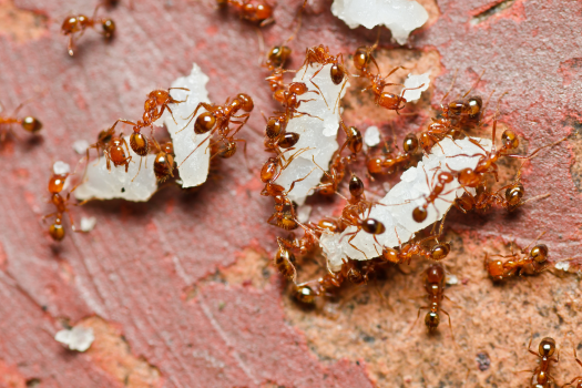 A macro, top-down photo of several small reddish-brown ants swarming and carrying large white crumbs across a rough red surface.