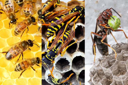 A three-part collage showing honeybees on a yellow honeycomb, yellowjacket wasps on a paper nest, and a single hornet carrying a ball of food on a grey nest.